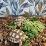 LJ's Reptiles