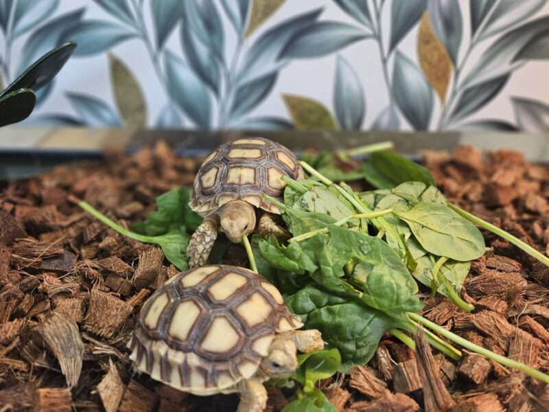 LJ's Reptiles